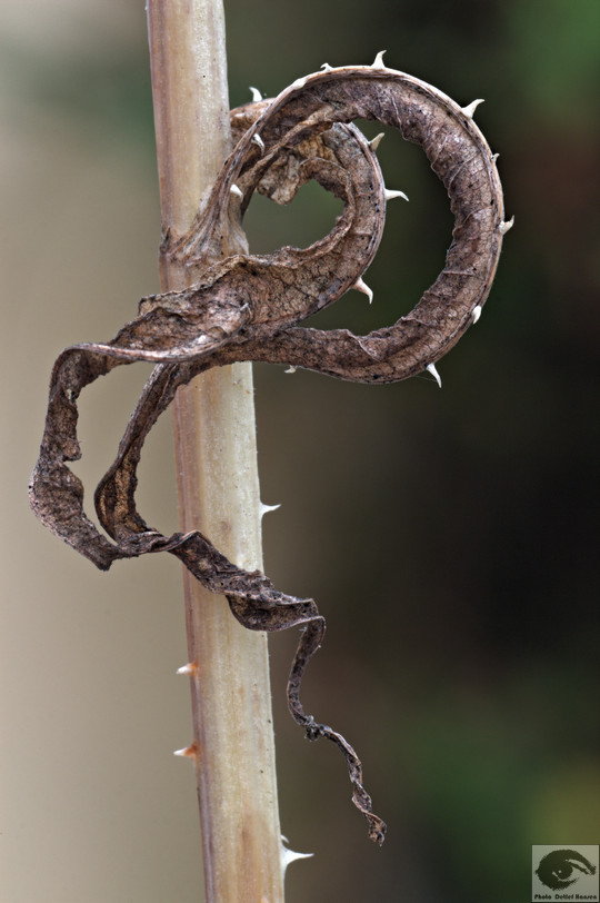  MG 3790r welke Blumen